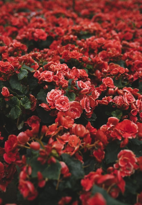 Lush arrangement of vibrant red blooms